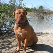 Dogue de bordeaux Kenzo *-- R.I.P --*