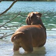 Dogue de bordeaux Kenzo *-- R.I.P --*