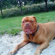 Dogue de bordeaux Kenzo *-- R.I.P --*