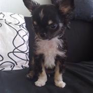 Chihuahua Kenzo