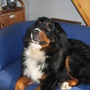 Berner sennenhund Dusse