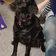 Flat coated retriever Maggie