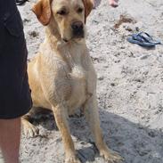 Labrador retriever Enzo