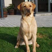 Labrador retriever Enzo