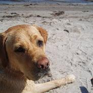 Labrador retriever Enzo