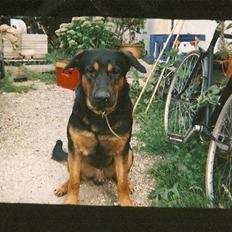 Schæferhund Chang R.I.P.