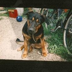 Schæferhund Chang R.I.P.