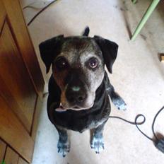 Labrador retriever Victor RIP