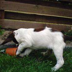 Engelsk springer spaniel Misty af Silver Meadow