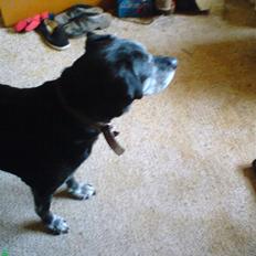 Labrador retriever Victor RIP