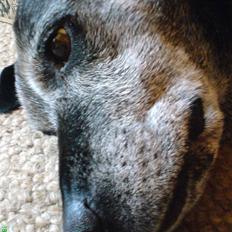 Labrador retriever Victor RIP