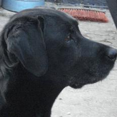 Labrador retriever Mille