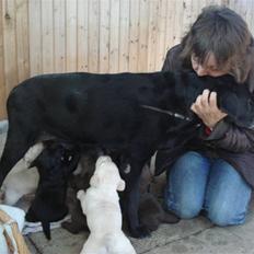 Labrador retriever Mille