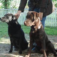 Labrador retriever Mille