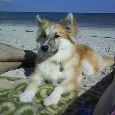 Islandsk fårehund Mikkel