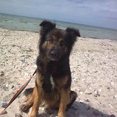 Schæferhund Nejja <3