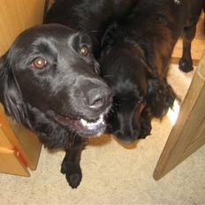 Blanding af racer Nala