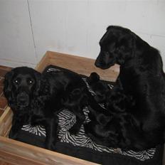 Blanding af racer Nala