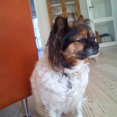 Blanding af racer Trille