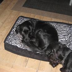 Blanding af racer Nala