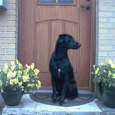 Labrador retriever Mille