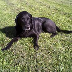 Labrador retriever Lady <3