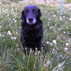 Labrador retriever Lady <3