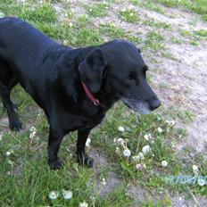 Labrador retriever Lady <3
