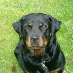 Rottweiler Mille <3 R.I.P <3