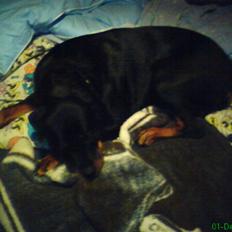 Rottweiler Mille <3 R.I.P <3