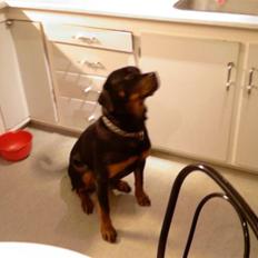 Rottweiler Mille <3 R.I.P <3