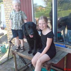 Labrador retriever Buster(formel 1)