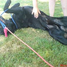 Labrador retriever Buster(formel 1)