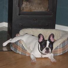 Fransk bulldog Karla