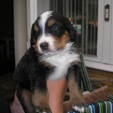 Berner sennenhund Elvis