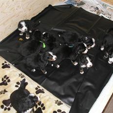 Berner sennenhund Elvis