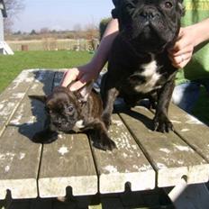 Fransk bulldog Simba