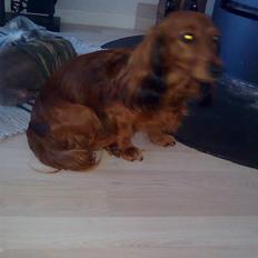 Dværggravhund jasmin