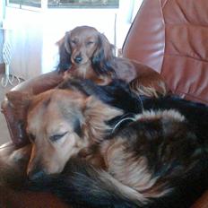 Dværggravhund jasmin