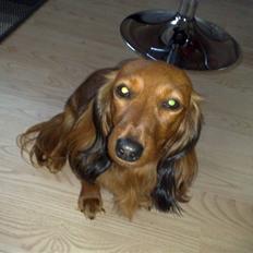 Dværggravhund jasmin