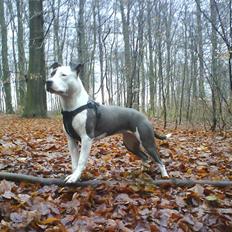 Amerikansk staffordshire terrier $ Amy $ R.I.P