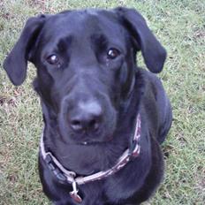 Labrador retriever Daisy