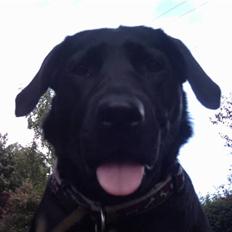 Labrador retriever Daisy