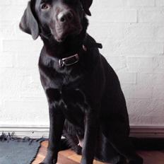 Labrador retriever Bella<3 skath