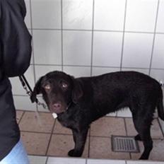 Labrador retriever Bella<3 skath