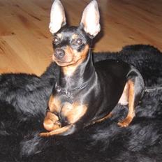 Dvaergpinscher Rødkildes Chillum