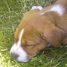 Blanding af racer Lotus  *RIP*