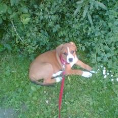 Blanding af racer Lotus  *RIP*