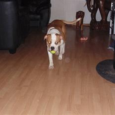 Amerikansk bulldog kettners Enzo