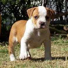 Amerikansk bulldog kettners Enzo